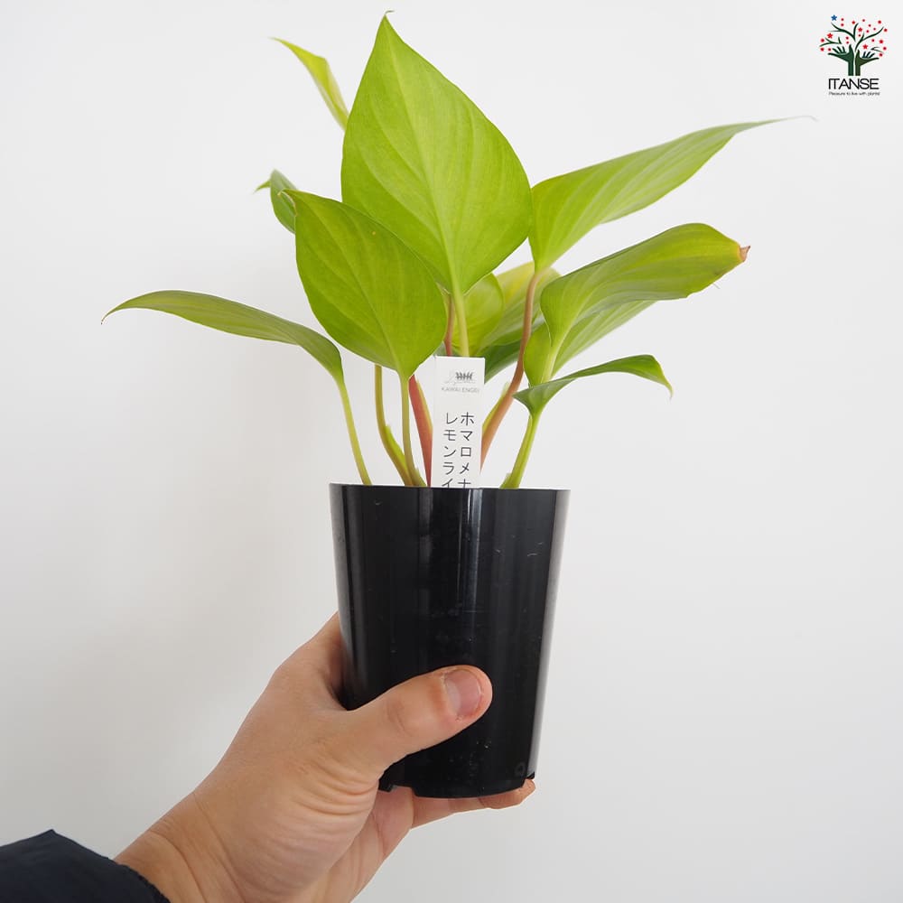 ホマロメナ レモンライム 【観葉植物 3号／1個売り】｜ 【植物の