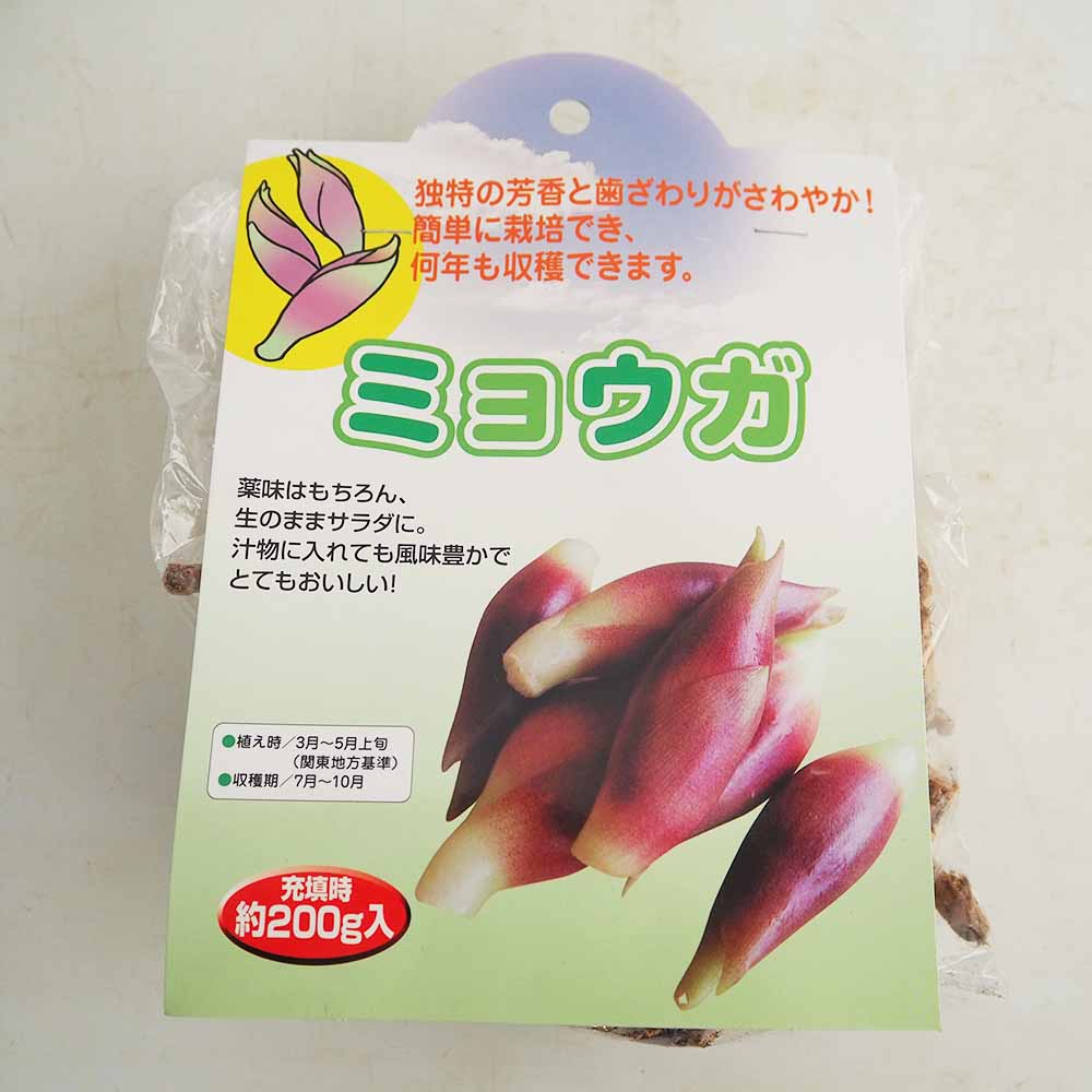 野菜球根 ミョウガ 【野菜の苗 200g】