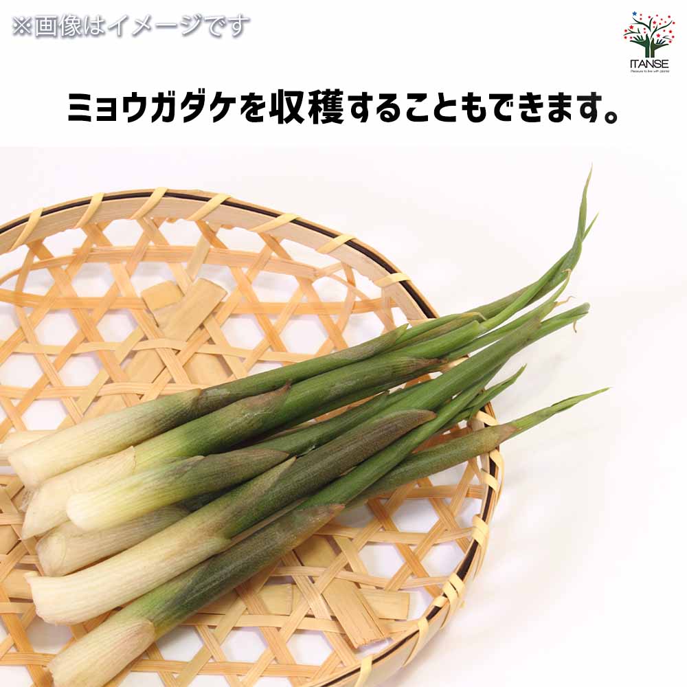 ミョウガ苗　2株　専用 野菜球根 秋ミョウガ 【野菜の苗 2株】｜ 【植物のITANSE】全品