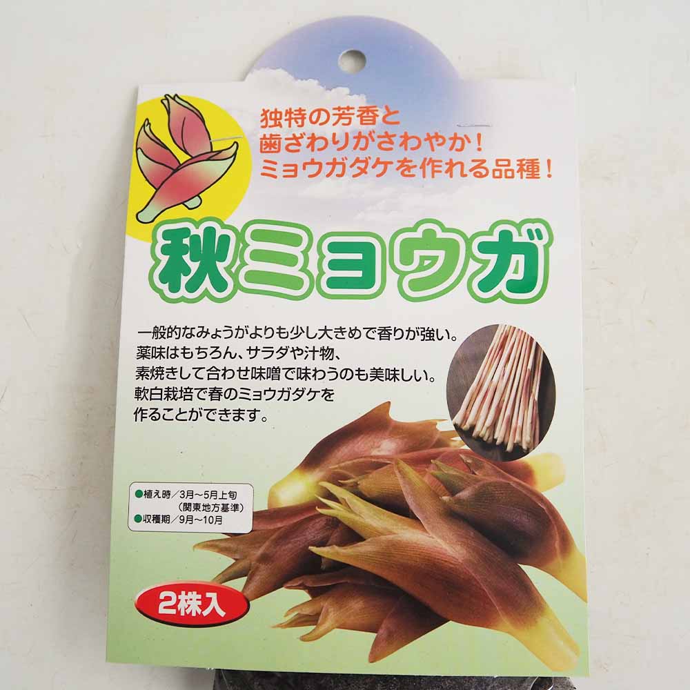 野菜球根 秋ミョウガ 【野菜の苗 2株】