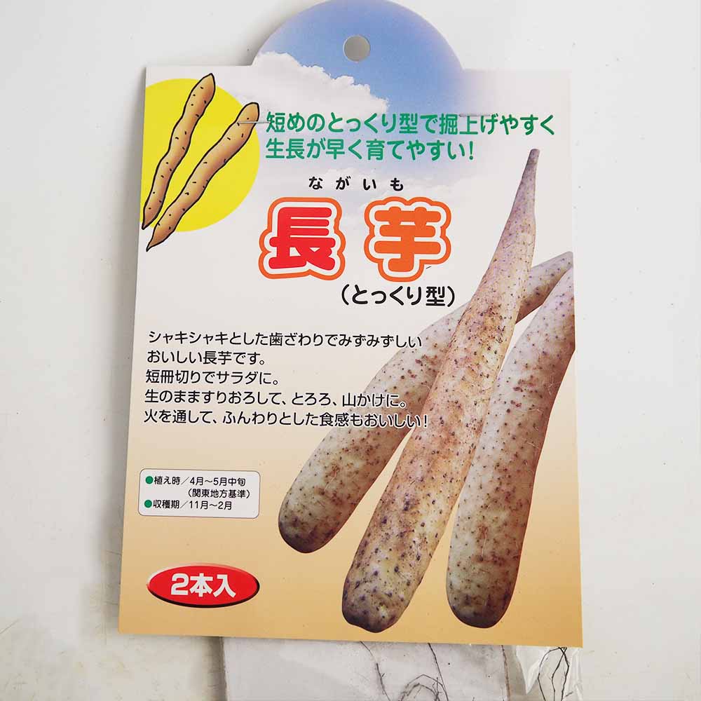 野菜球根 長芋(とっくり型) 【野菜の苗 2本】