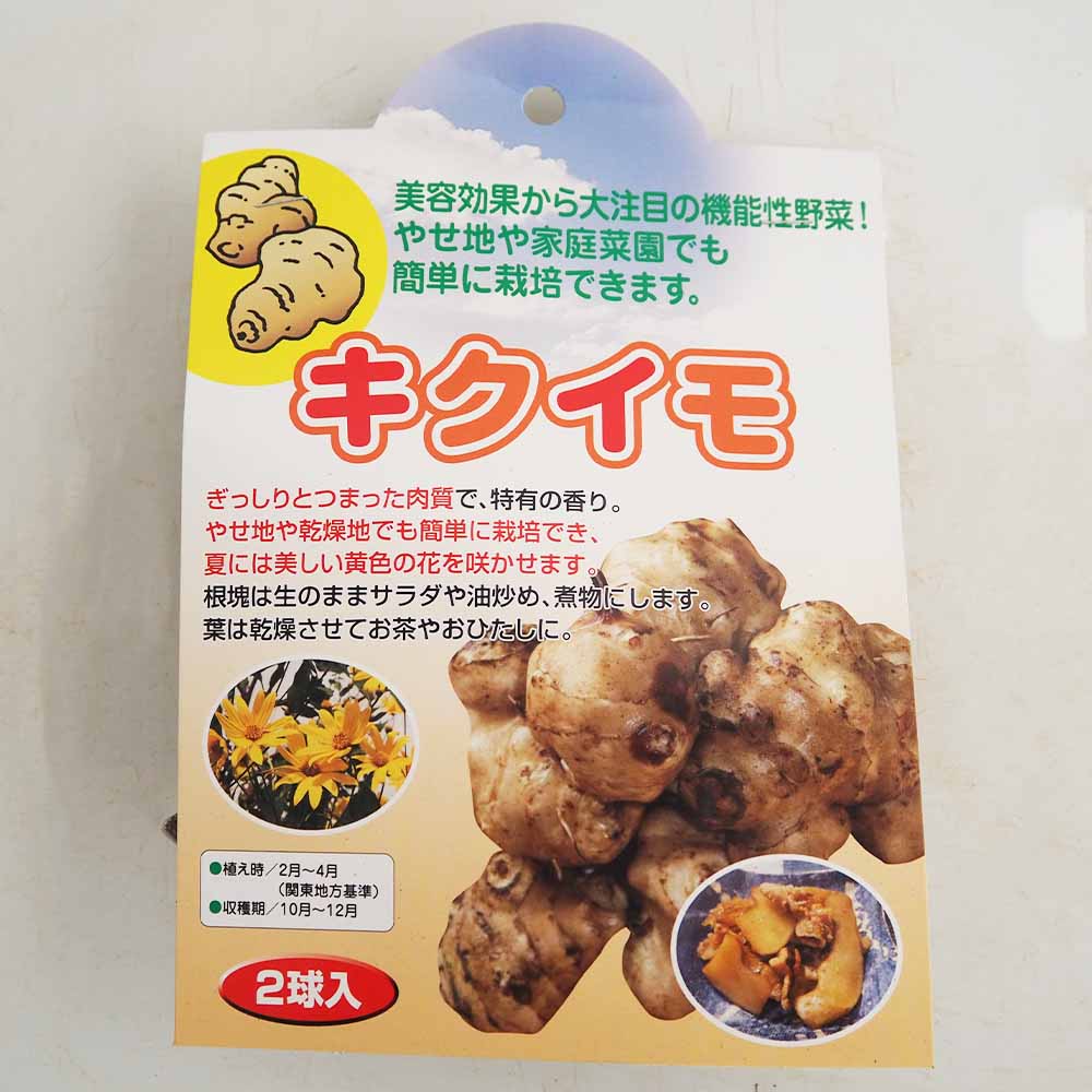 野菜球根 キクイモ 【野菜の苗 2球】