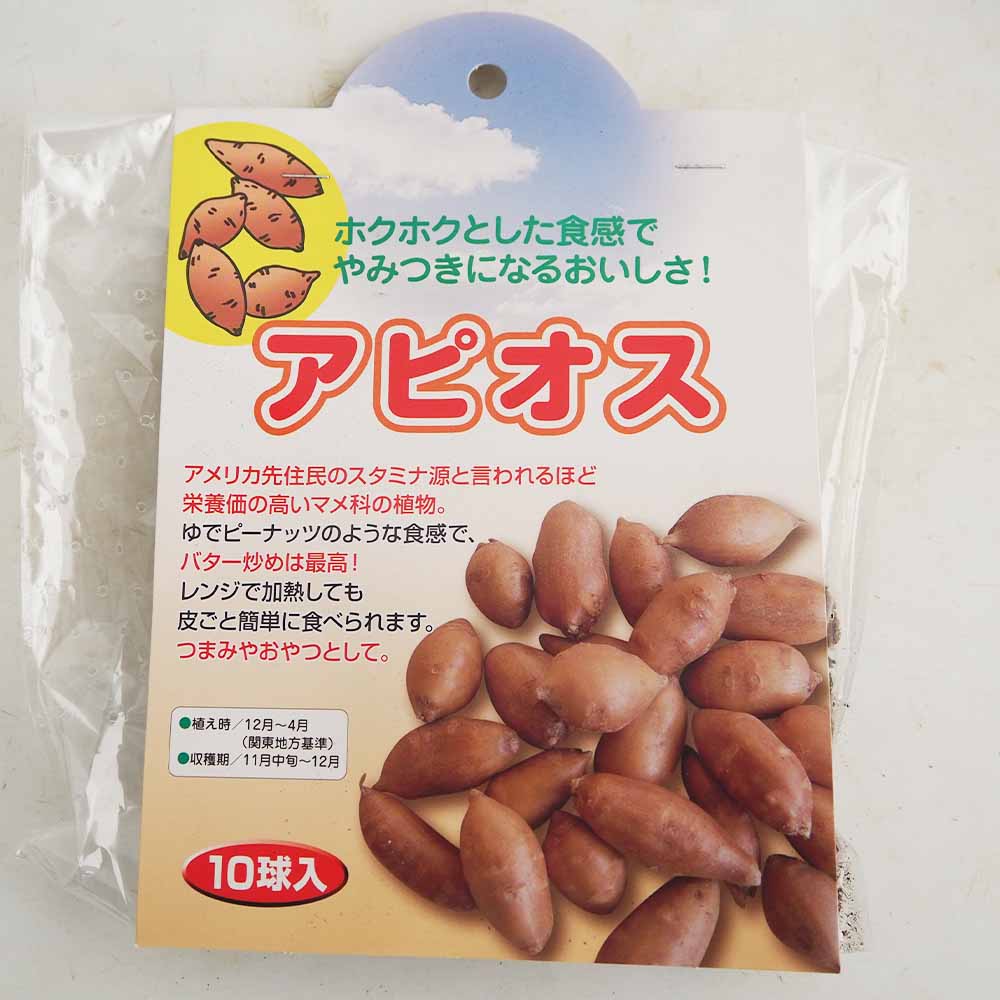野菜球根 アピオス 【野菜の苗 10球】