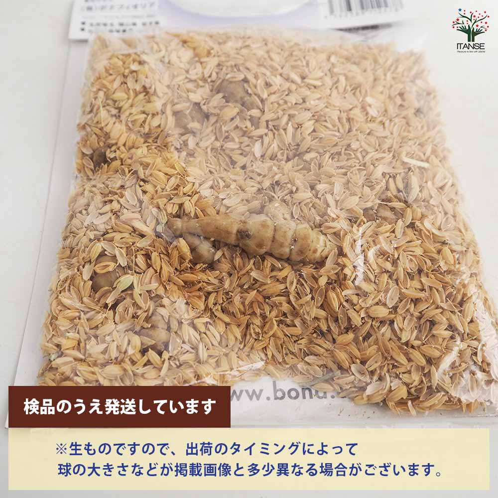 野菜球根 チョロギ 【野菜の苗 10球】｜ 【植物のITANSE】全品
