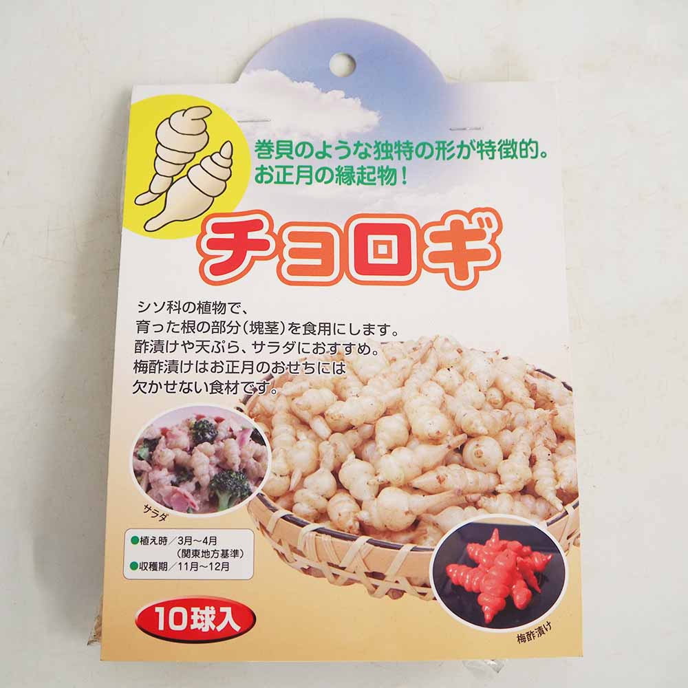 野菜球根 チョロギ 【野菜の苗 10球】｜ 【植物のITANSE】全品