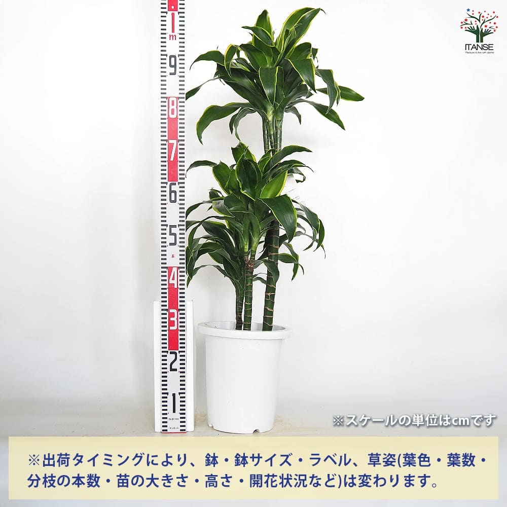 ドラセナ ドラド 【観葉植物 8号／1個売り】｜ 【植物のITANSE