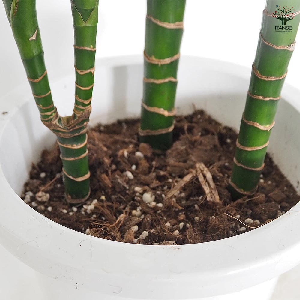 ドラセナ ドラド 【観葉植物 8号／1個売り】｜ 【植物のITANSE