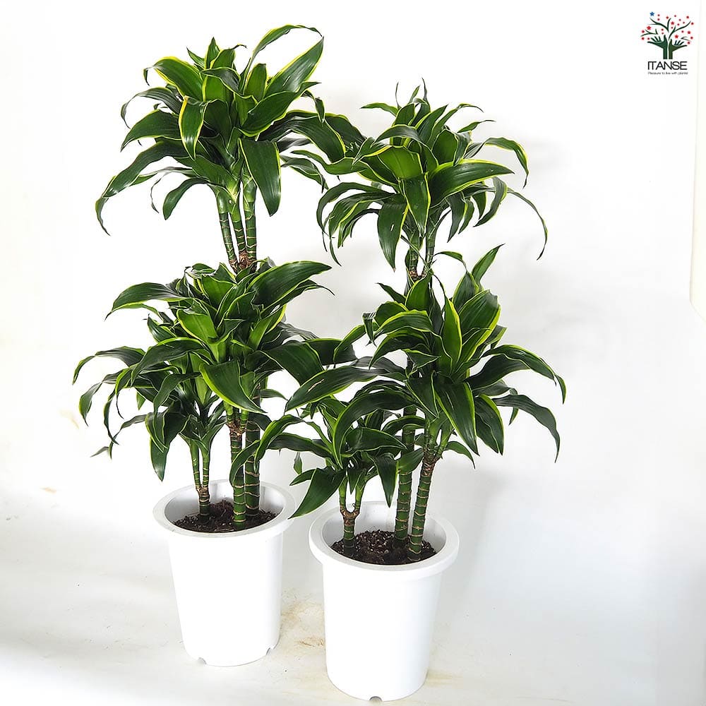 ドラセナ ドラド 【観葉植物 8号／1個売り】｜ 【植物のITANSE