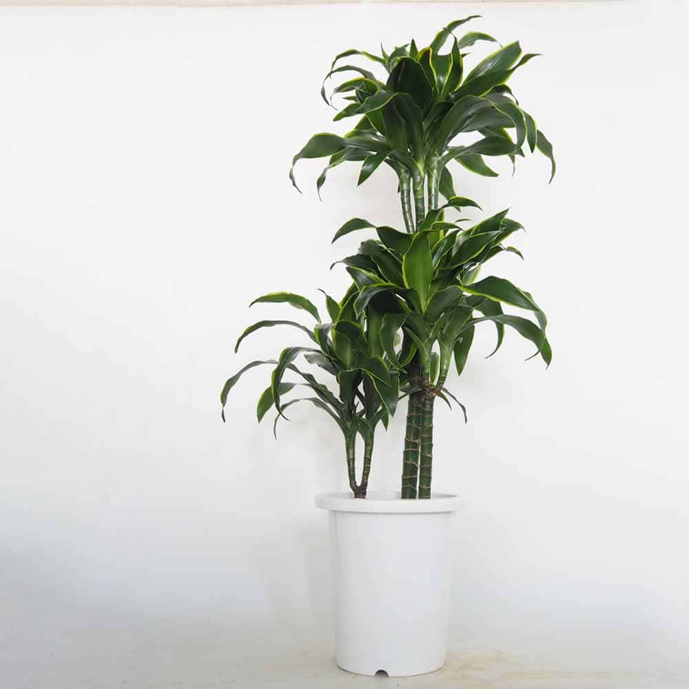ドラセナ ドラド 【観葉植物 8号／1個売り】｜ 【植物のITANSE