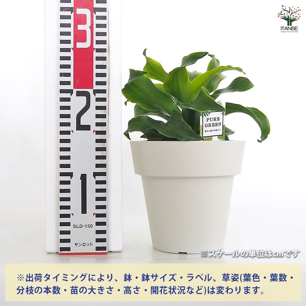 ドラセナ トルネード緑葉 【観葉植物 5号／1個売り】｜ 【植物の