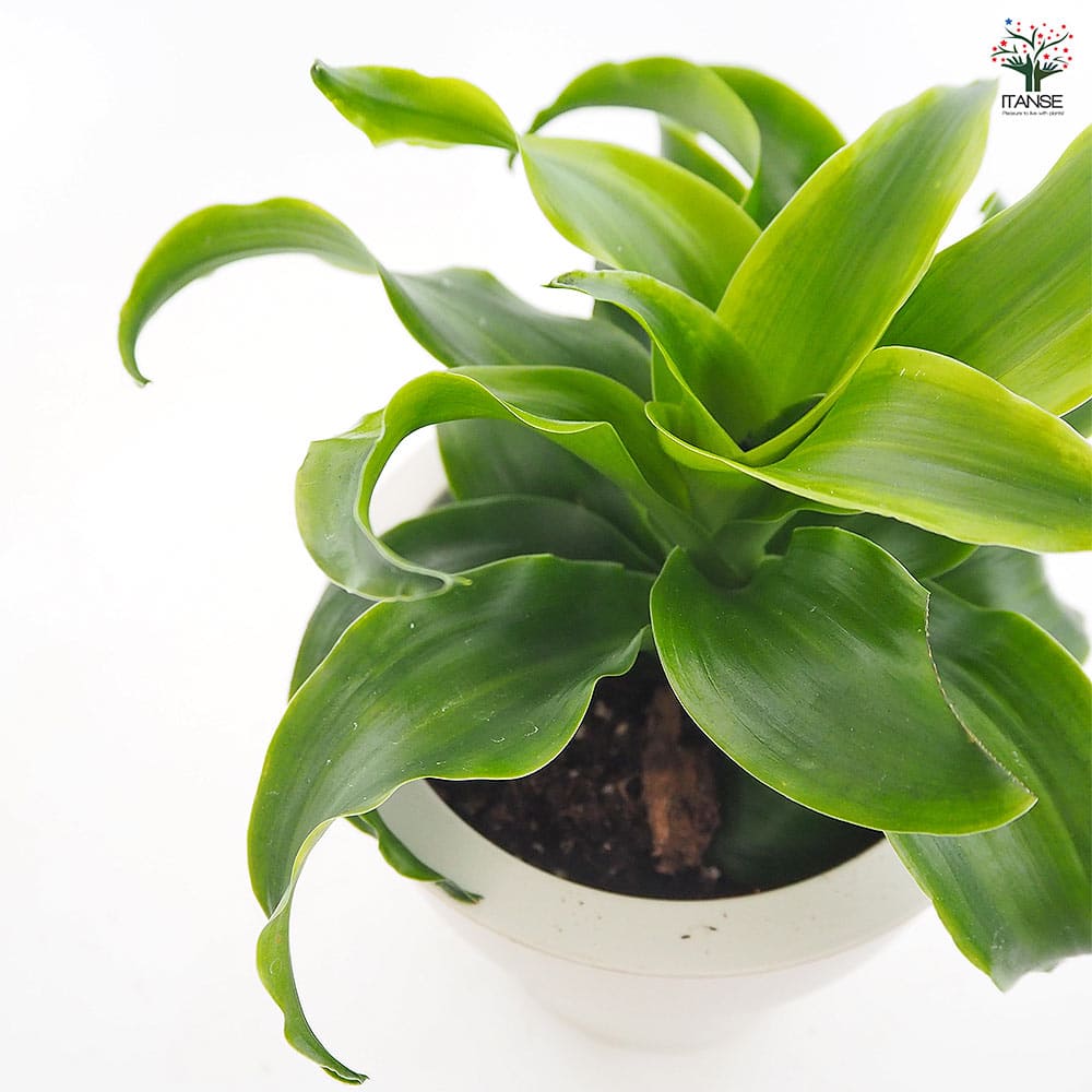 ドラセナ トルネード緑葉 【観葉植物 5号／1個売り】｜ 【植物の