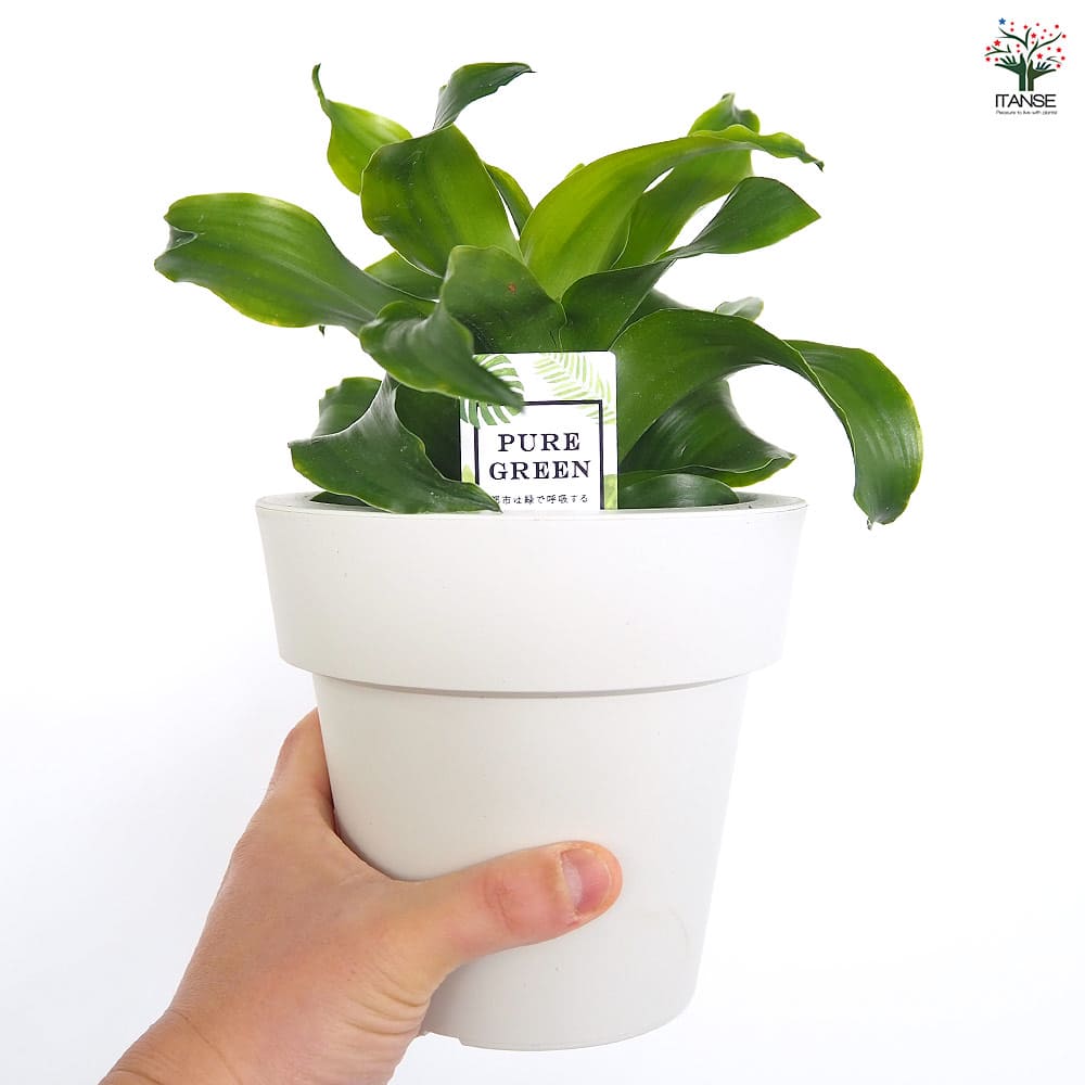 ドラセナ トルネード緑葉 【観葉植物 5号／1個売り】｜ 【植物の