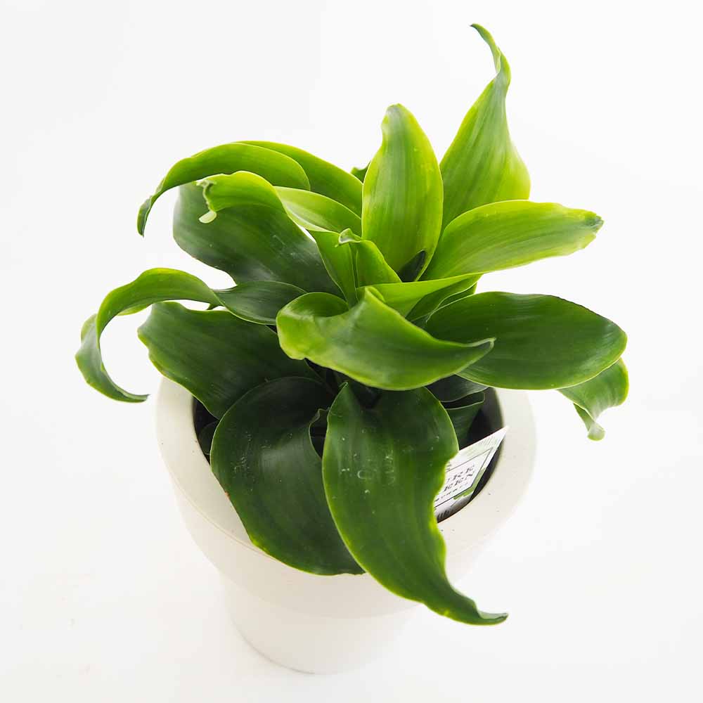 ドラセナ トルネード緑葉 【観葉植物 5号／1個売り】｜ 【植物の