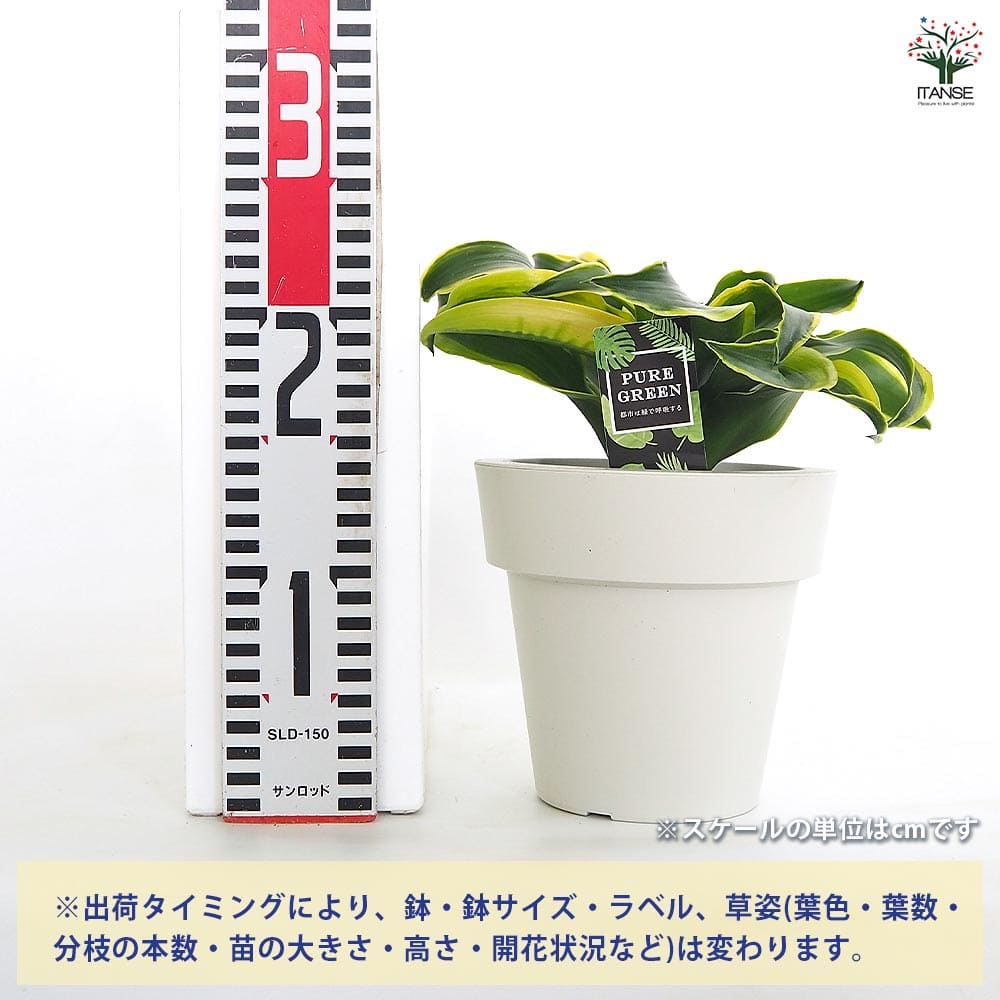 ドラセナ トルネード斑入り 【観葉植物 5号／1個売り】｜ 【植物の