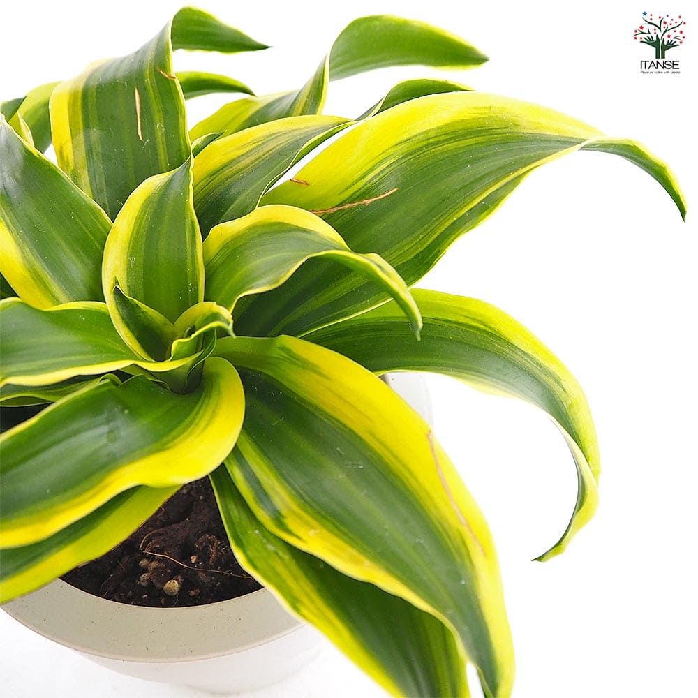ドラセナ トルネード斑入り 【観葉植物 5号／1個売り】｜ 【植物の