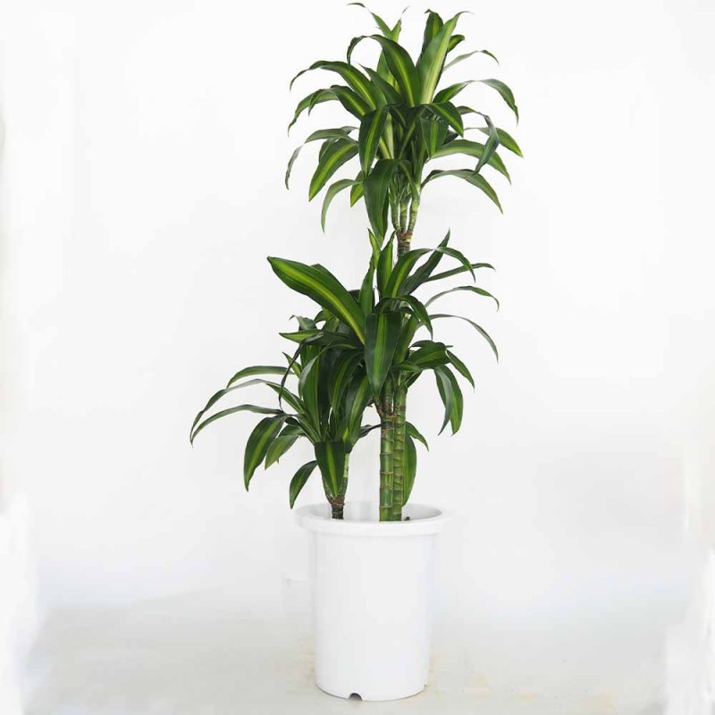 観葉植物｜【植物のITANSE】全品送料無料・即出荷!