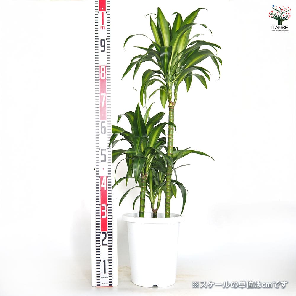 ドラセナ ハワイアンサンシャイン 【観葉植物 8号／1個売り】｜ 【植物