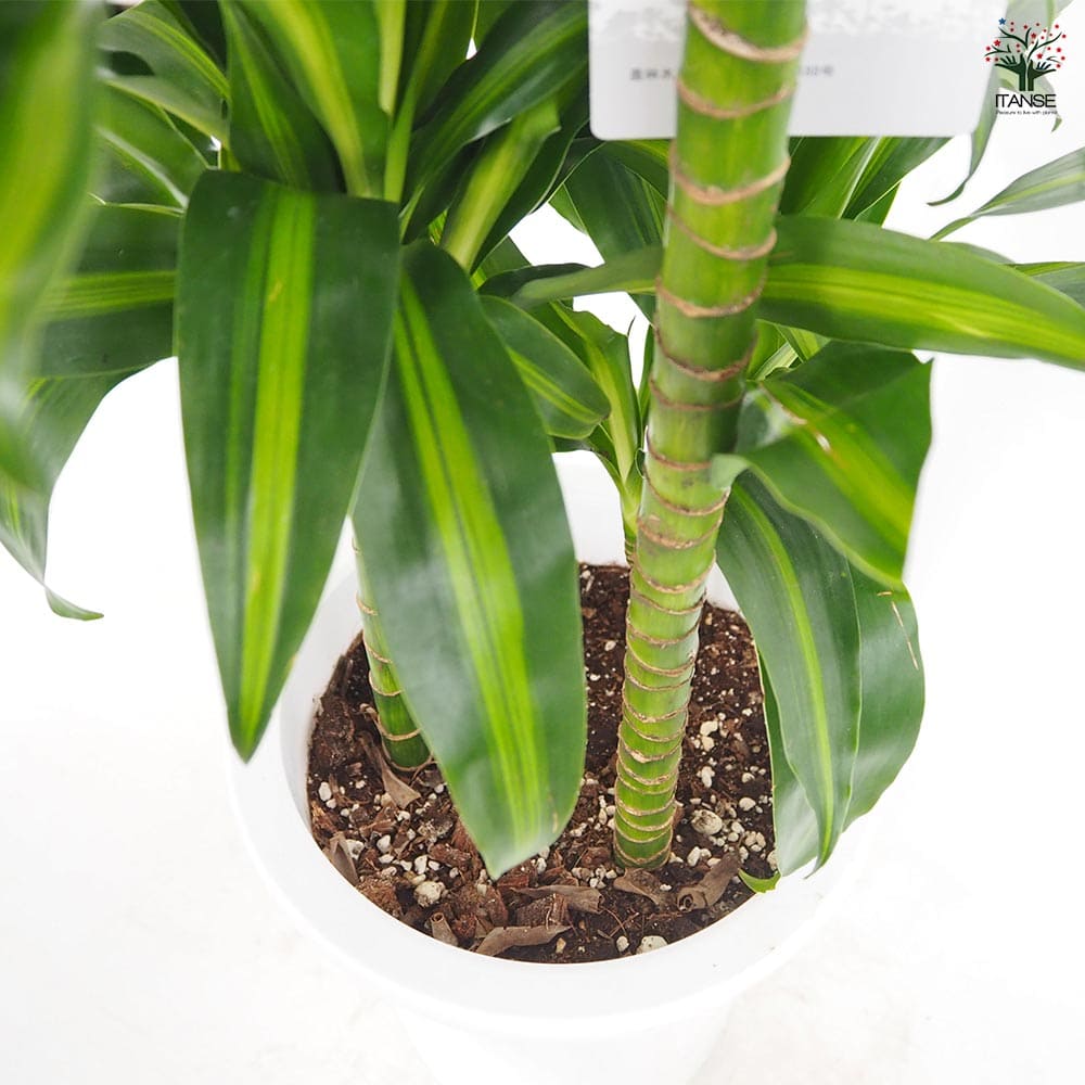 ドラセナ ハワイアンサンシャイン 【観葉植物 8号／1個売り】｜ 【植物