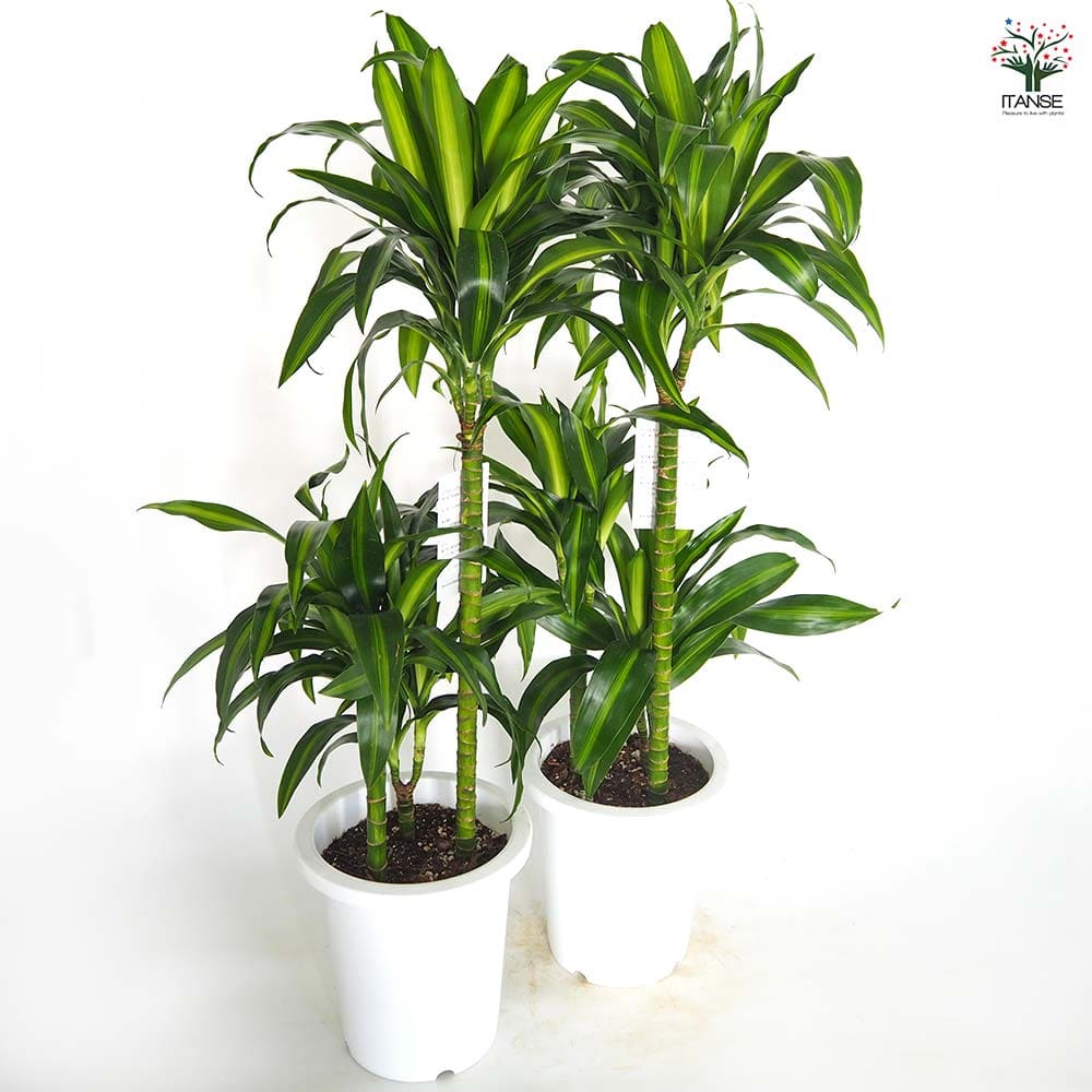 ドラセナ ハワイアンサンシャイン 【観葉植物 8号／1個売り】｜ 【植物