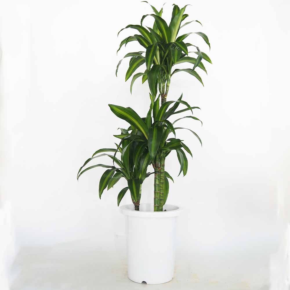 ドラセナ ハワイアンサンシャイン 【観葉植物 8号／1個売り】｜ 【植物