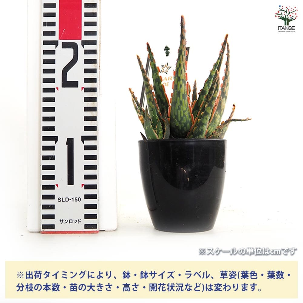 スターアロエ クラカトア(krakatoa) 【多肉植物 3.5号／1個売り