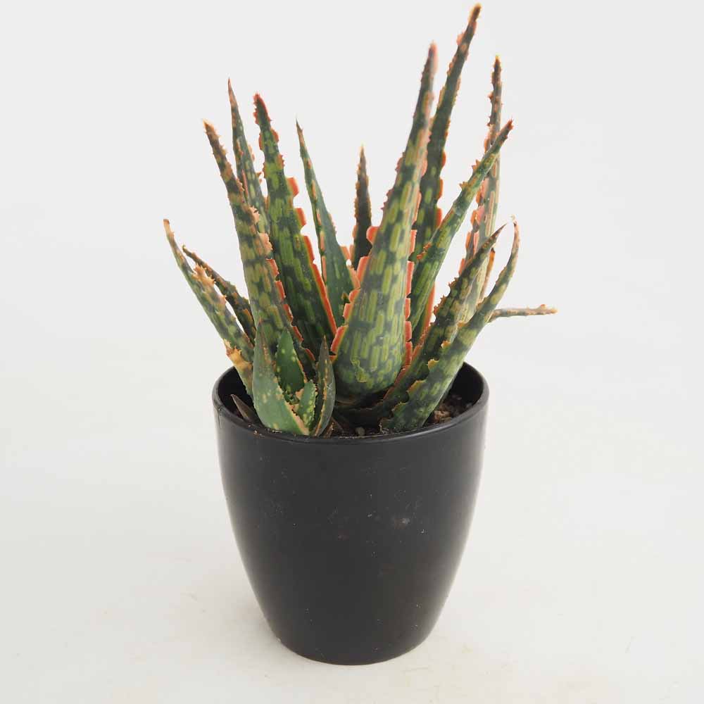 スターアロエ クラカトア(krakatoa) 【多肉植物 3.5号／1個売り】