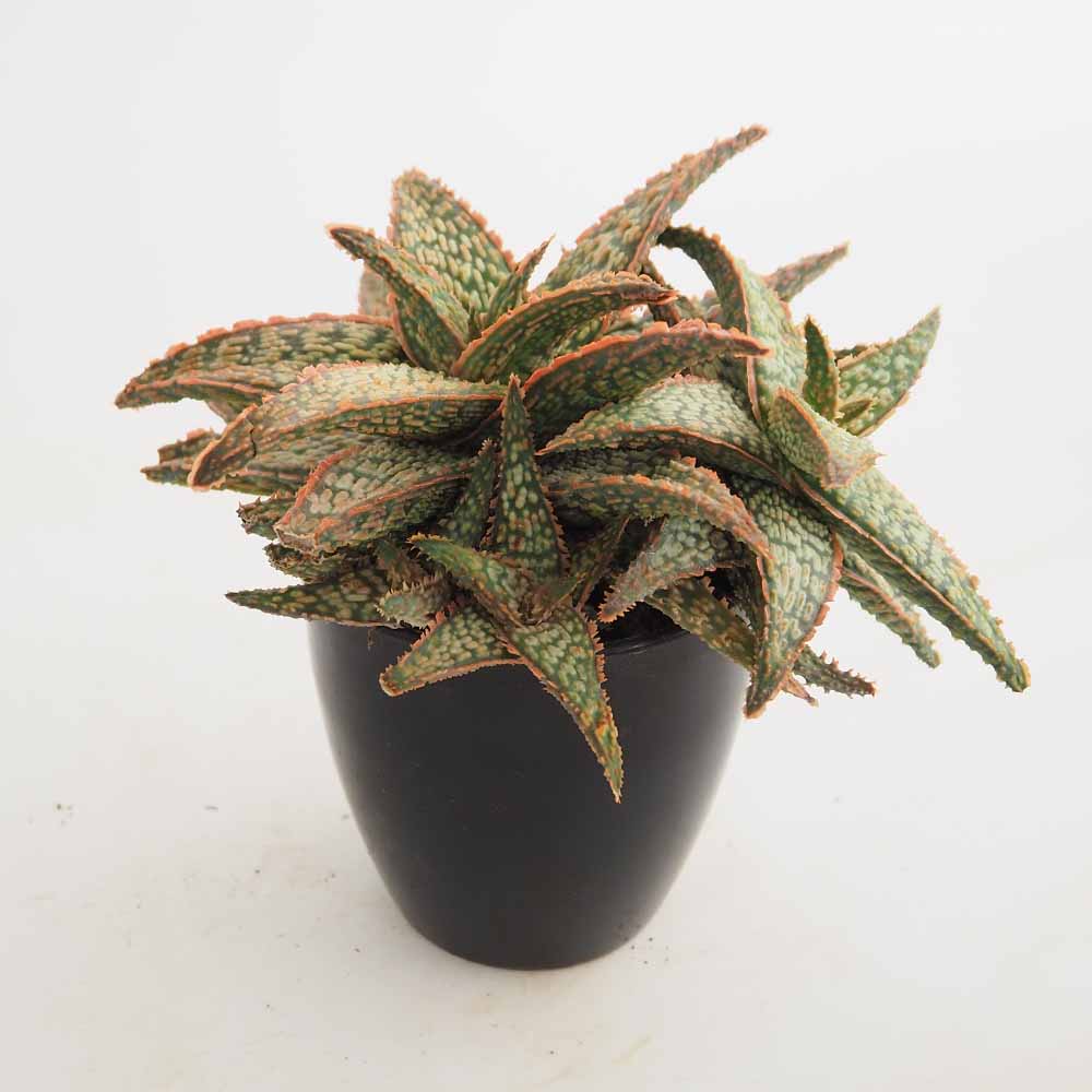 スターアロエ マウナケア(maunakea) 【多肉植物 3.5号／1個売り】