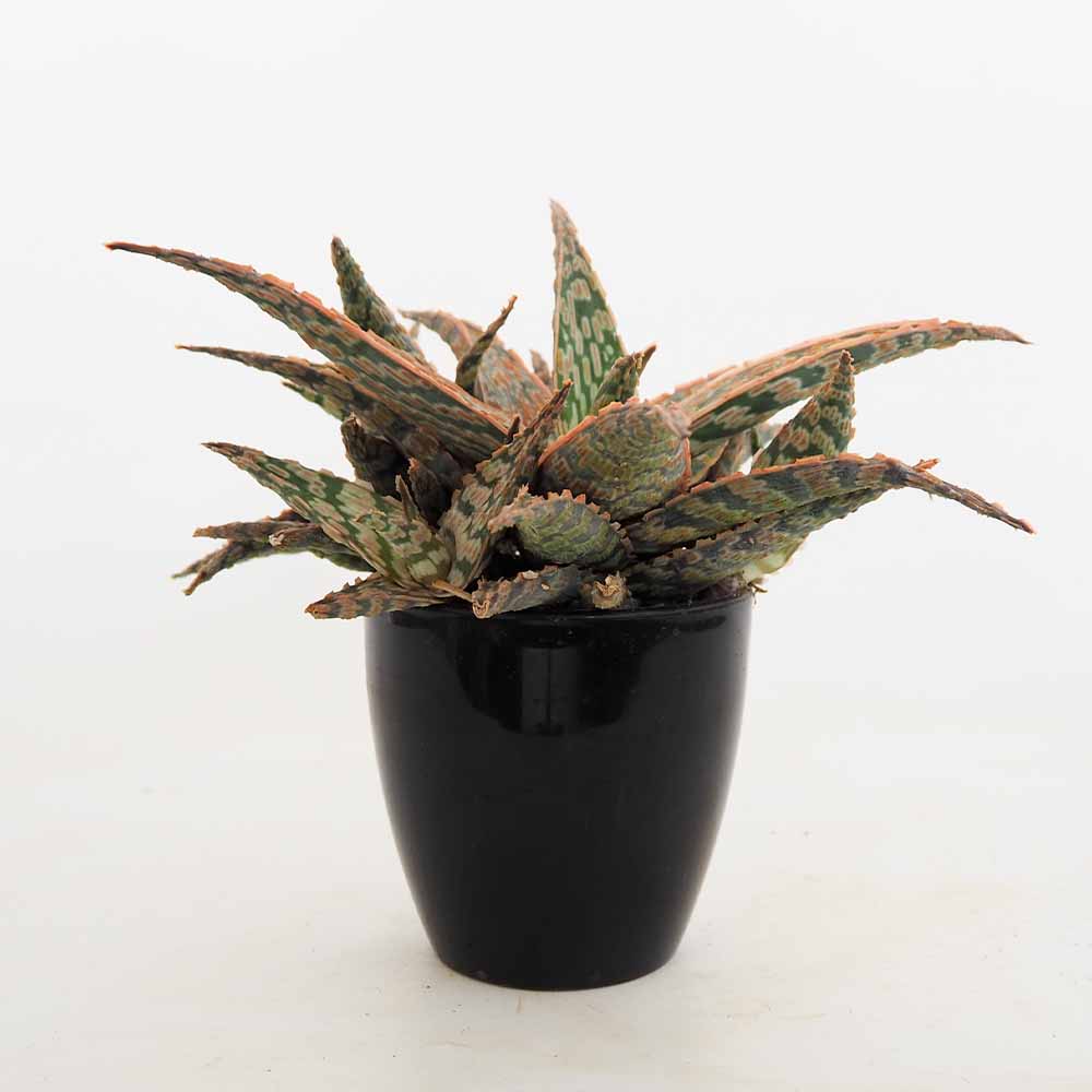 スターアロエ サイドワインダー(sidewinde) 【多肉植物 3.5号／1個売り】