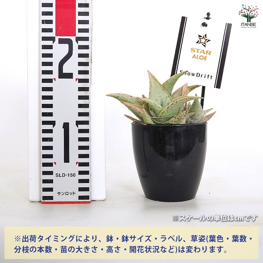 スターアロエ スノードリフト(snowdrift) 【多肉植物 3.5号／1個売り
