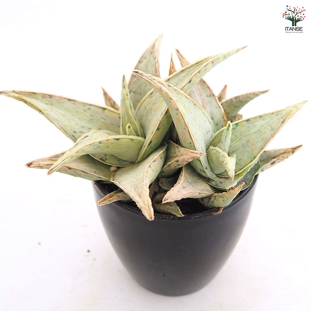 スターアロエ スノードリフト(snowdrift) 【多肉植物 3.5号／1個売り