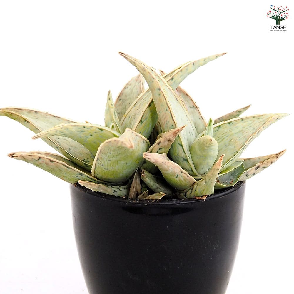 スターアロエ スノードリフト(snowdrift) 【多肉植物 3.5号／1個売り
