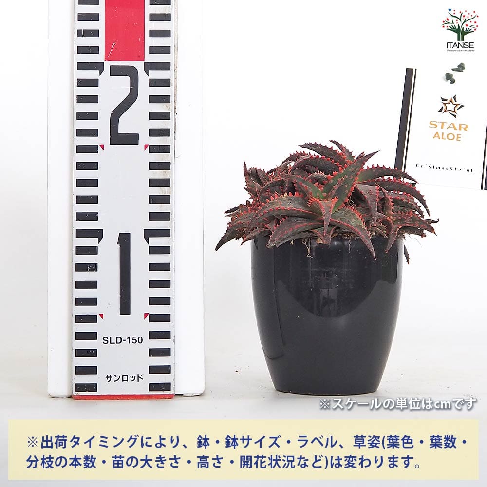 スターアロエ クリスマススレイ(cristmassleigh) 【多肉植物 3.5号／1