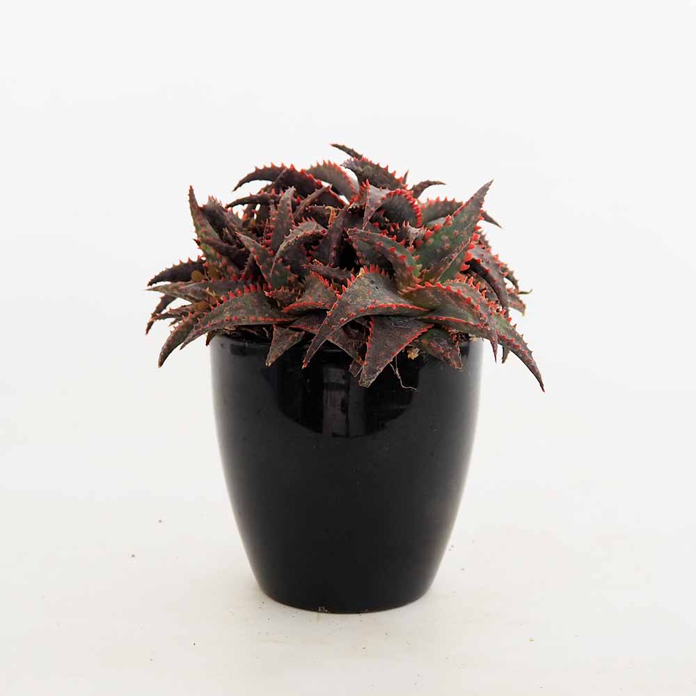 スターアロエ クリスマススレイ(cristmassleigh) 【多肉植物 3.5号／1個売り】