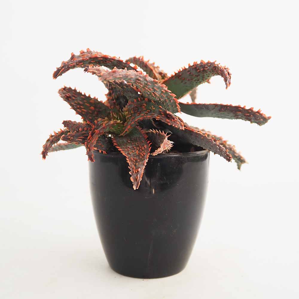 スターアロエ アメジスト(amethyst) 【多肉植物 3.5号／1個売り】