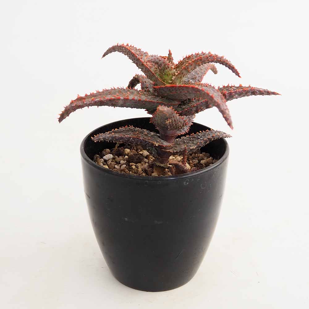スターアロエ パープルピープルイーター 【多肉植物 3.5号／1個売り】