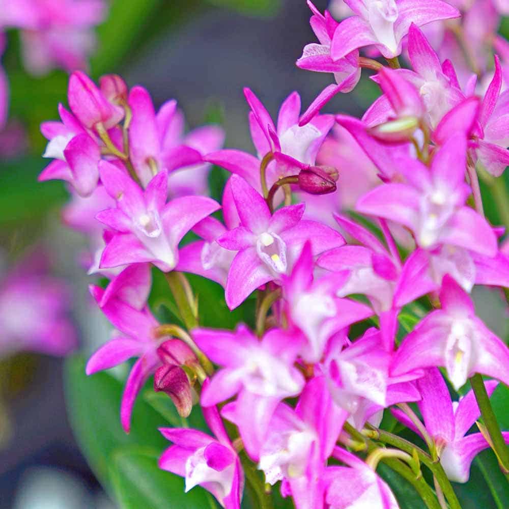 キンギアナム さくらひらひら 【花苗 3.5号】｜ 【植物のITANSE