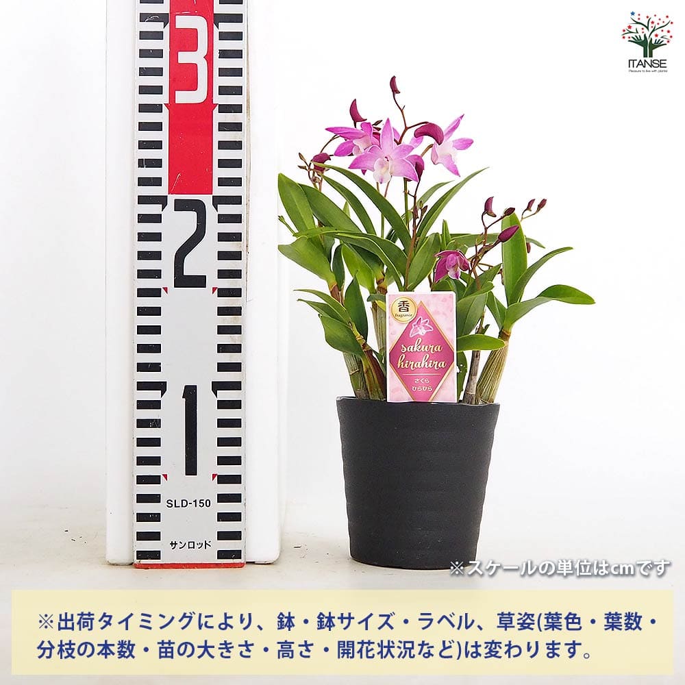 キンギアナム 品種見計らい 【花苗 3.5号】｜ 【植物のITANSE