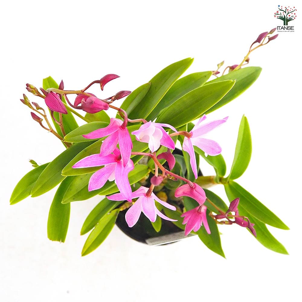 キンギアナム 品種見計らい 【花苗 3.5号】｜ 【植物のITANSE