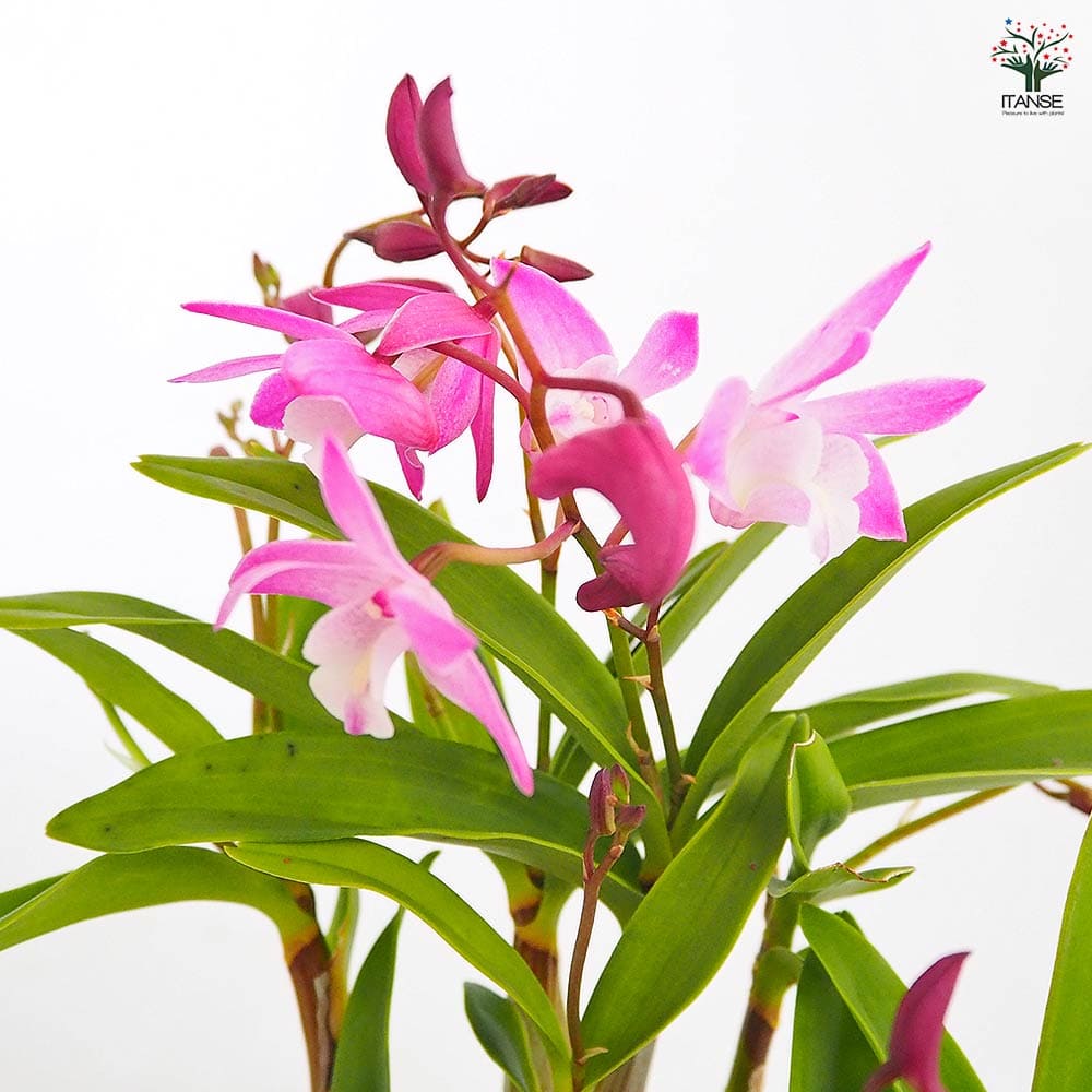 キンギアナム 品種見計らい 【花苗 3.5号】｜ 【植物のITANSE