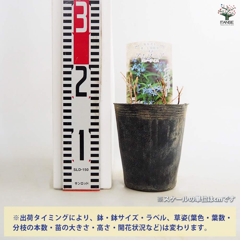 アムソニア ブルーアイス 【花苗 4.5号／1個売り】｜ 【植物の