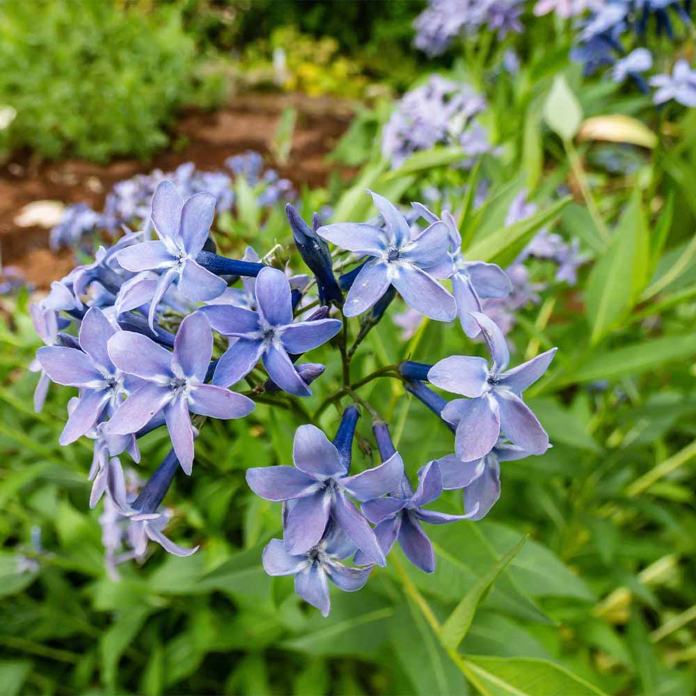 アムソニア ブルーアイス 【花苗 4.5号／1個売り】｜ 【植物の
