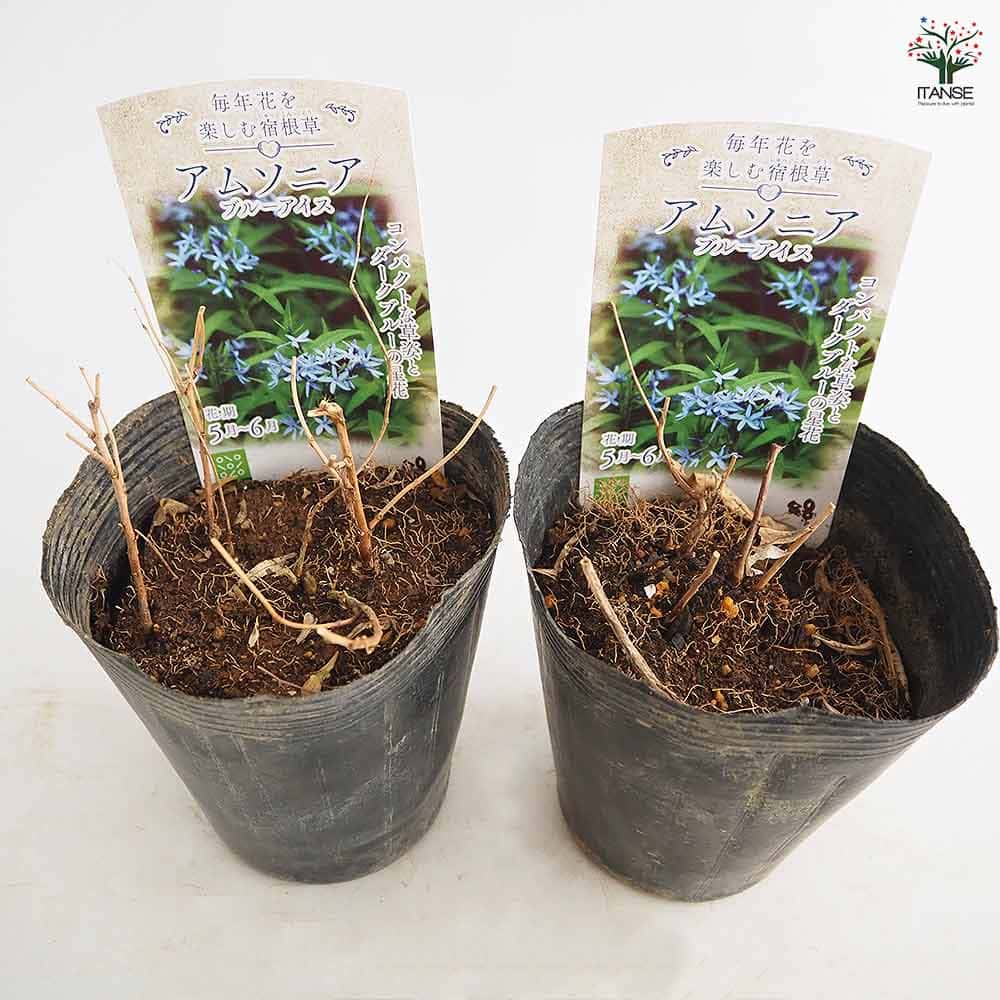 アムソニア ブルーアイス 【花苗 4.5号／1個売り】｜ 【植物の
