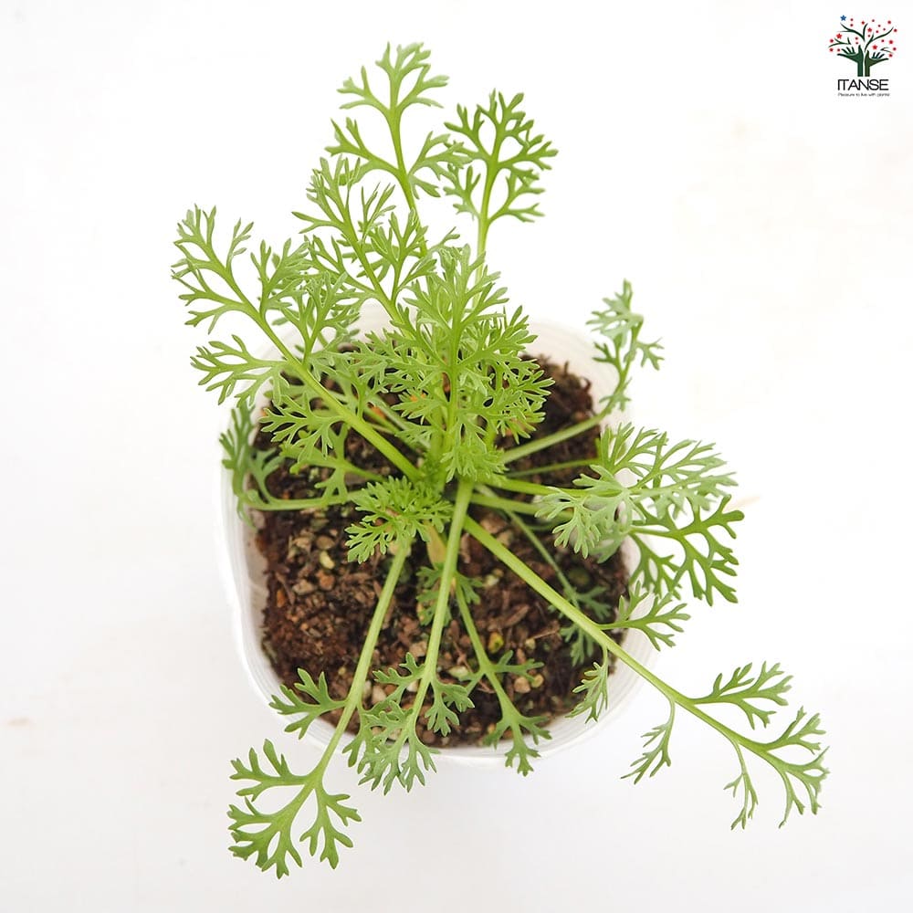 ニゲラ デルフトブルー 【花苗 3号】｜ 【植物のITANSE】全品