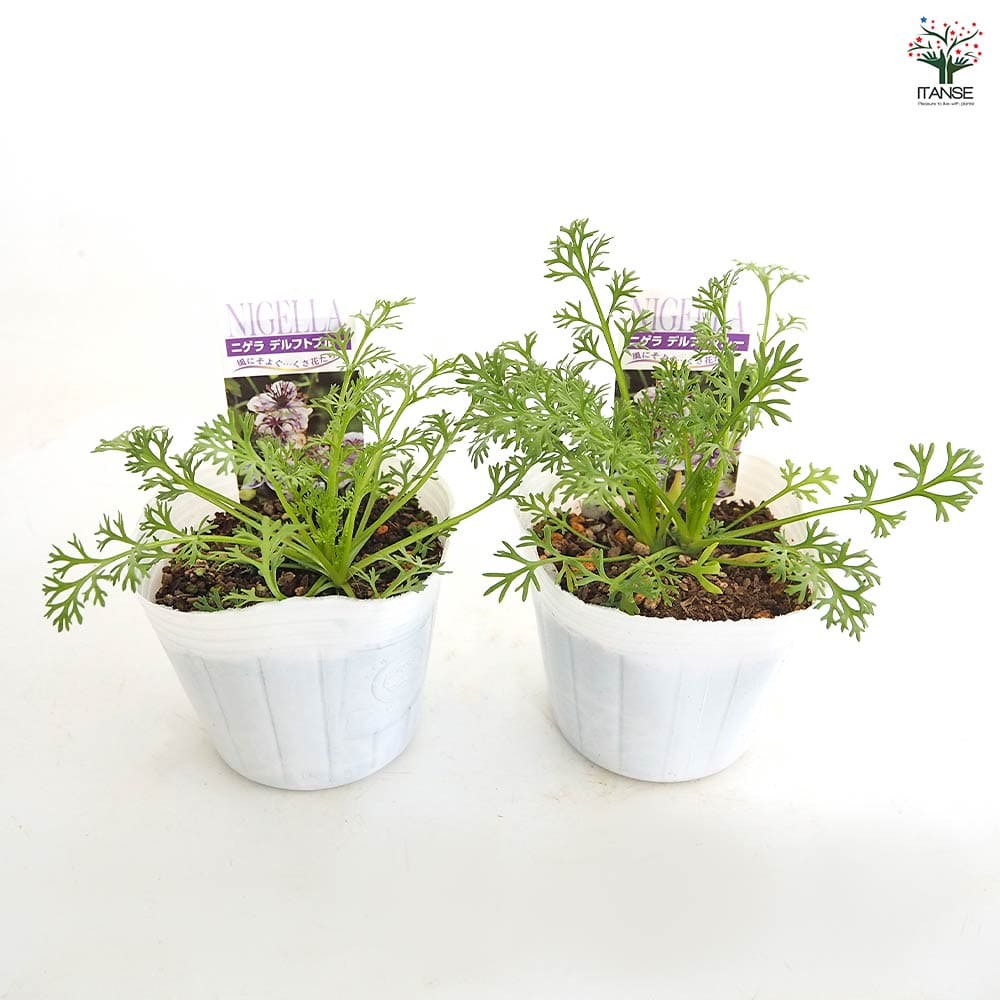 ニゲラ デルフトブルー 【花苗 3号】｜ 【植物のITANSE】全品