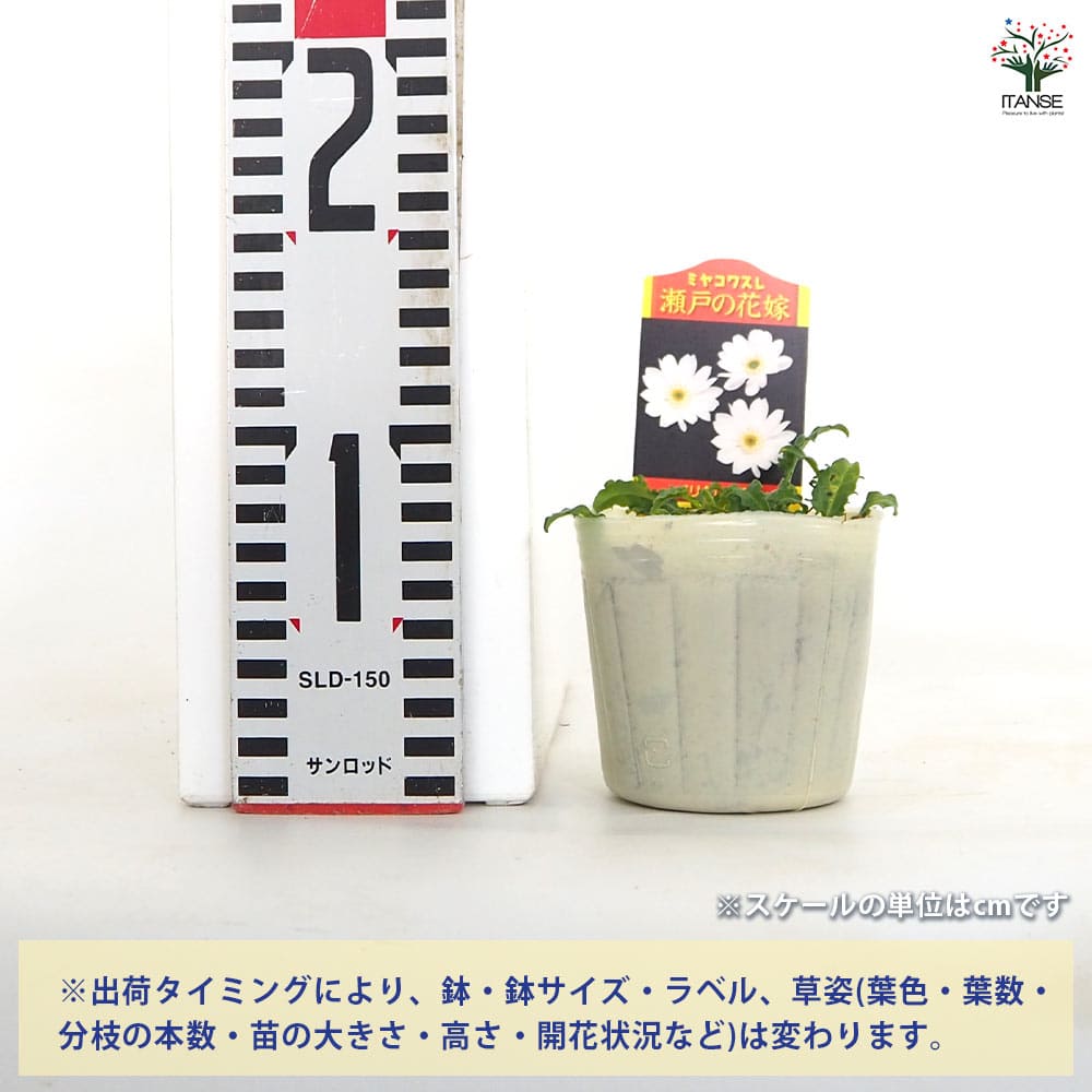 都忘れ(ミヤコワスレ) 瀬戸の花嫁 【花苗 3号】｜ 【植物の