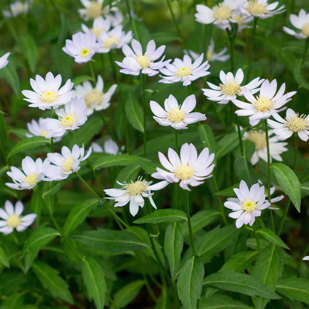 都忘れ(ミヤコワスレ) 瀬戸の花嫁 【花苗 3号】｜ 【植物の