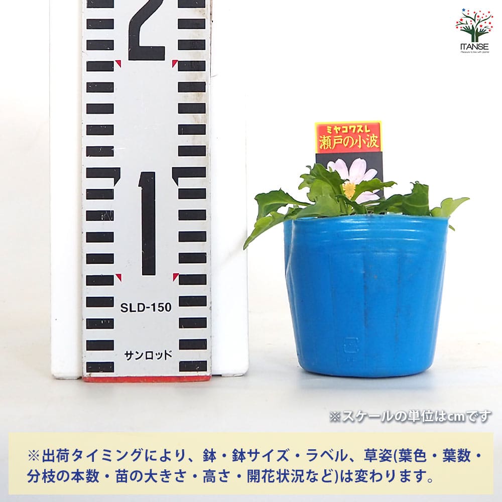 都忘れ(ミヤコワスレ) 瀬戸の小波 【花苗 3号】｜ 【植物の