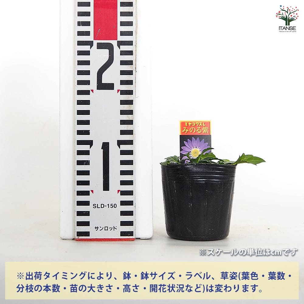 都忘れ(ミヤコワスレ) みのる紫 【花苗 3号】｜ 【植物のITANSE