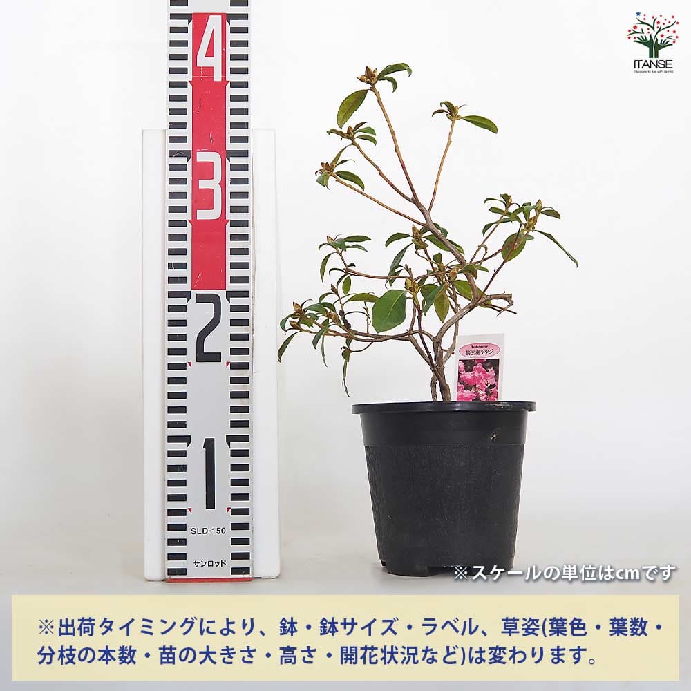 玄海ツツジ 桜 【花木苗 4.5号／1個売り】｜ 【植物のITANSE