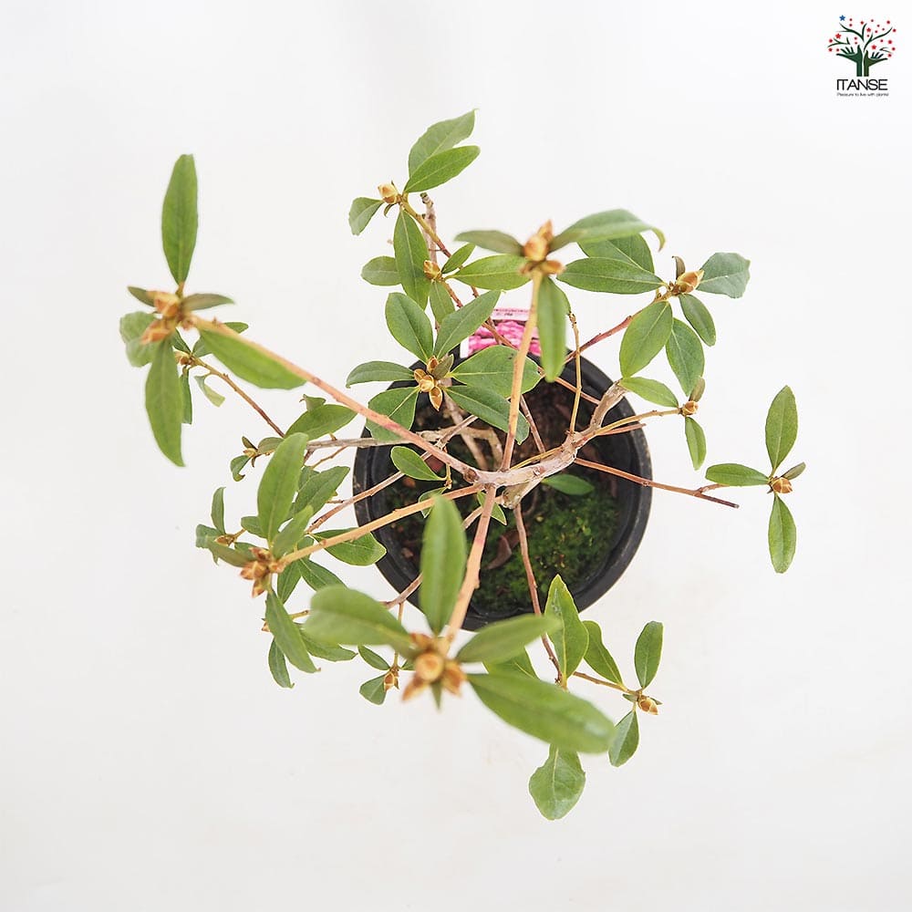 玄海ツツジ 桜 【花木苗 4.5号／1個売り】｜ 【植物のITANSE
